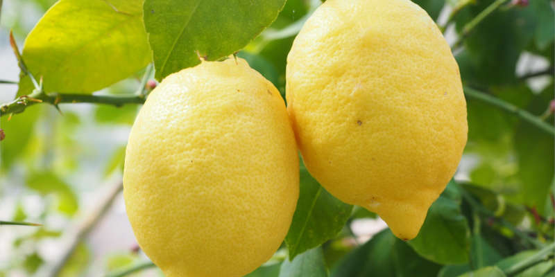El limón tiene un potente poder desengrasante y desinfectante comprar precio precios barato baratos comprar oferta ofertas